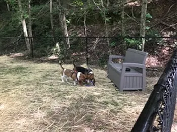 Dogs using the Creekwood Resort dog park.